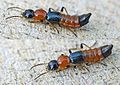 Rove beetles: the small but blistering beetle
