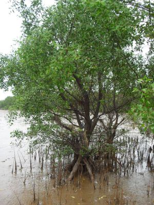 cây và rễ bần, nguồn ảnh: https://www.facebook.com/khusinhthaiconchimdamthinai/posts/524649457687532/